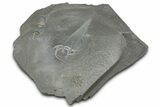 Ordovician Brittle Star (Ophiura) - Morocco #365278-1